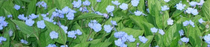 Blaue Blüten